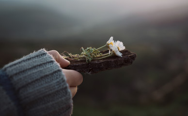 death of chamomile flower
