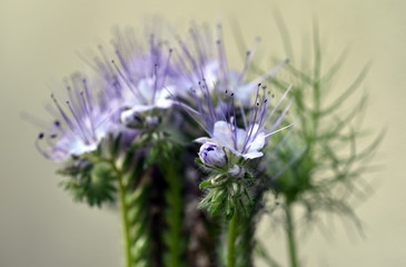 Blühender Bienenfreund
