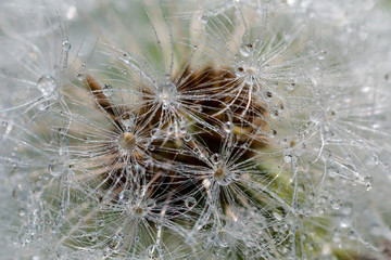 Close up of dandelion fluff on the dandelion stem, with small water droplets, ready to be blown away by the wind