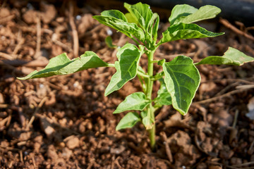 Green pepper plant with leaves damaged by bugs