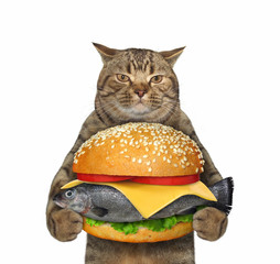 The beige cat is holding a big fresh fish burger. White background. Isolated.