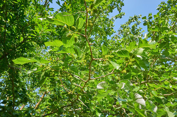 Fototapeta premium Mulberry tree with green fuits