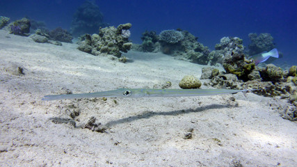 smooth cornetfish (fistularia commersonii) in Red Sea, Eilat, Israel