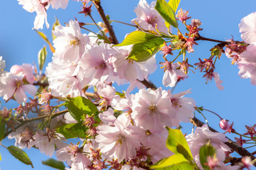 Pink cherry blossom over blue sky flowers branch