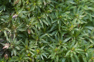 Moss (Atrichum undulatum)