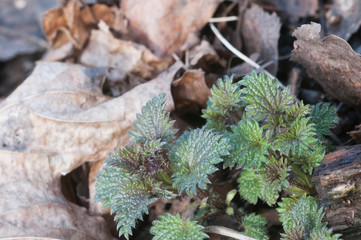 Urtica dioica young sprouts in spring