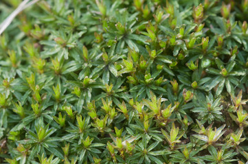 Moss (Atrichum undulatum)
