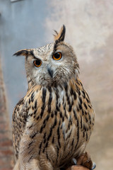 Eagle owl closeup