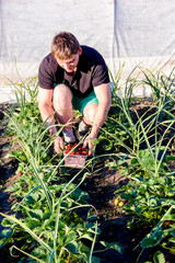 man picking strawberries in the garden