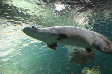 Arapaïma de l'aquarium de Shanghai, Chine	