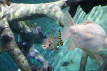 Poissons de l'aquarium de Shanghai, Chine	