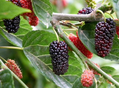 Fresh and organic mulberry fruits