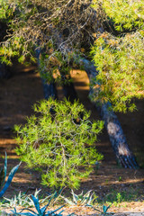 Stunning natural park near Guardamar del Segura. Province of Alicante. Spain