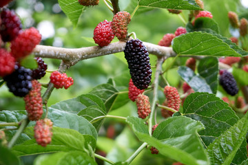 Fresh and organic mulberry fruits