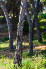 Naklejka premium Stunning natural park near Guardamar del Segura. Province of Alicante. Spain