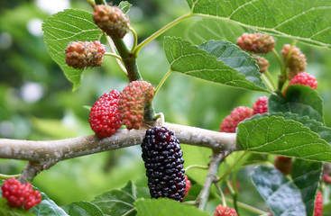 Fresh and organic mulberry fruits