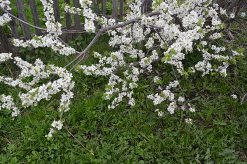 May. In the garden begins to bloom plum
