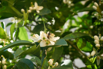 Fresh spring blossoms and flowers of an orange tree