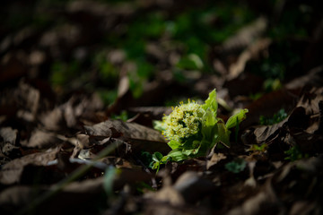 フキノトウ　蕗の薹