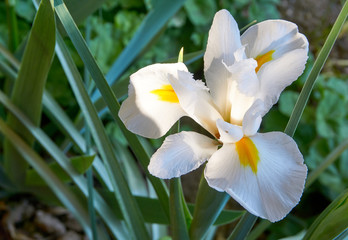 Beautiful white iris flower in the garden