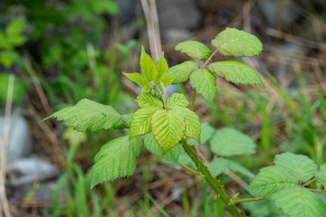 A picture of some blackberry plant’s leaves.     Vancouver BC Canada  
