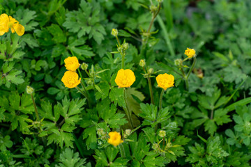 A picture of some Ranunculus bulbosus blooming in the field.     Vancouver BC Canada
