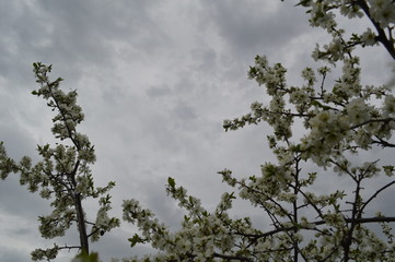 May. In the garden, plum blossoms with white flowers.