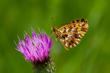 Boloria dia, mariposa marrón sobre el cardo lila con fondo verde.