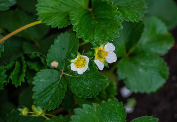 Spring time in garden