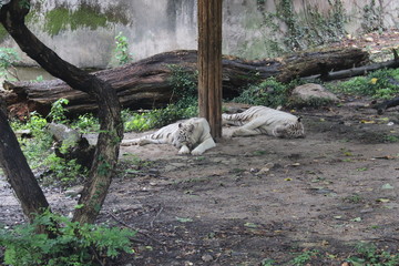 Tigre blanc du zoo de Shanghai, Chine