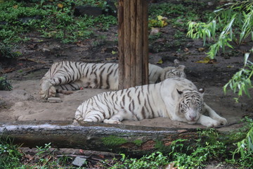 Tigre blanc du zoo de Shanghai, Chine
