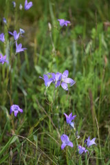 Meadow bellflower