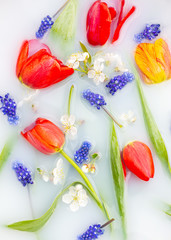 Floral composition. Blue flowers muscari, red tulips and cherry flowers with green leavs in white water close up. In bloom concept. Flowers abstract background