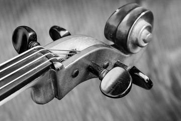 Head stock of a cello in black and white showing the tuning pegs