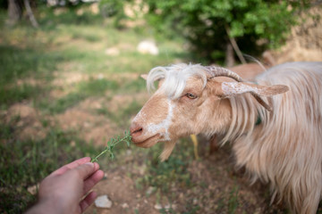 feeding goats
