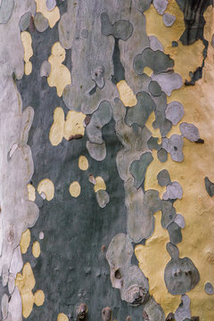 Sycamore tree camouflage colored bark texture. Platanus or plane tree trunk background.
