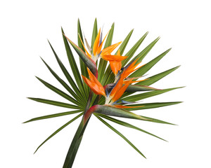 Bird of Paradise tropical flower isolated on white