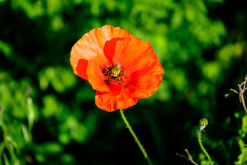 Fototapeta premium Poppy flower close-up Papaver rhoeas Corn poppy