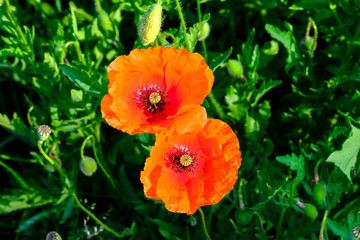 Fototapeta premium Poppy flower close-up Papaver rhoeas Corn poppy