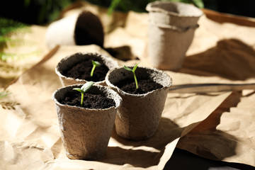 Young seedlings in peat pots on table