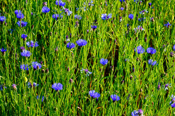 Cornflowers in grass: Centaurea cyanus / Bleuet de France