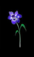 delicate flower, flower, blue, white, black background, green stem