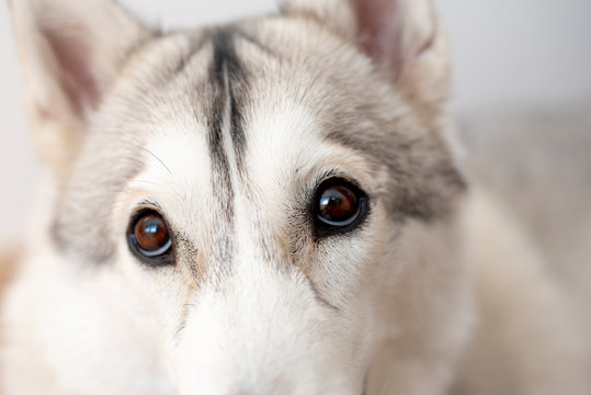 White and grey husky, eyes close up