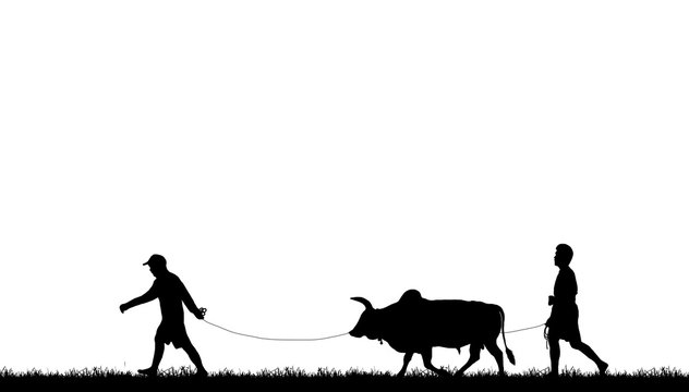 silhouette man with a cow walks on white background