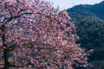 長野県　南信濃の河津桜