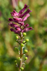 Fumaria officinalis