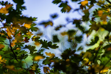 Beautiful combination of yellow and green leaves in autumn. Small petals of a young tree, illuminated by sunlight through and through. Beautiful natural background and texture
