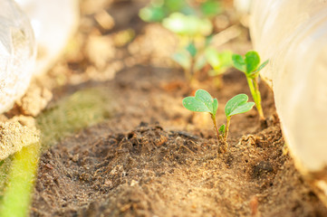 Growing young leaves of radish in a home greenhouse close-up.