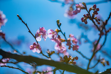 長野県　南信濃の河津桜