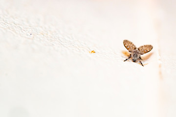 Mosquito with its face stained with white located on an ocher background in the wall of an urban garden near waterlogged 

 